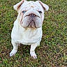 Bluntz joined the competition — help win amazing prizes! animal, bulldog, canine, cute, daylight, dog, ears, face, fur, grass, looking_up, nature, outdoor, pet, portrait, puppy, sitting, white_dog, wrinkles, young_dog