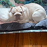 Bluntz joined the competition — help win amazing prizes! animal, bed, bulldog, cozy, cute, dog, domestic, home, indoor, laying_down, looking, pet, puppy, radiator, resting, rope_toy, toys, white_dog, wood_floor, young_dog