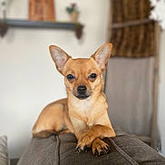 Foxy joined the competition — help win amazing prizes! dog, small_dog, chihuahua, pet, animal, couch, indoor, crossed_paws, brown_fur, ears_up, looking_at_camera, furniture, home, cozy, portrait, relaxed, cute, domestic_animal, sitting, animal_portrait