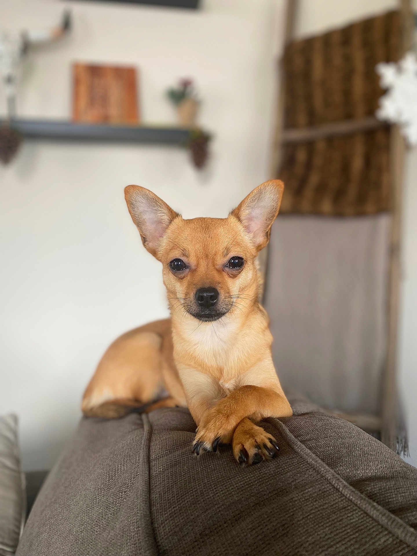 Foxy joined the competition — help win amazing prizes! dog, small_dog, chihuahua, pet, animal, couch, indoor, crossed_paws, brown_fur, ears_up, looking_at_camera, furniture, home, cozy, portrait, relaxed, cute, domestic_animal, sitting, animal_portrait