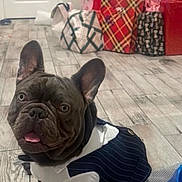 Bluey joined the competition — help win amazing prizes! dog, french_bulldog, pet, animal, portrait, costume, formalwear, shirt, tie, holiday, christmas, christmas_tree, gifts, presents, indoor, floor, home, festive, sitting, funny