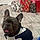 Bluey