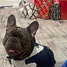 dog, french_bulldog, pet, animal, portrait, costume, formalwear, shirt, tie, holiday, christmas, christmas_tree, gifts, presents, indoor, floor, home, festive, sitting, funny