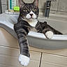 Odin participe au concours pour gagner de l'argent avec cette photo : cat, tabby_cat, bathroom, sink, paw, tile_wall, faucet, cabinet, relaxed, pet, domestic_animal, white_paws, grey_fur, green_eyes, household, indoor, animal, cute, resting, lounge