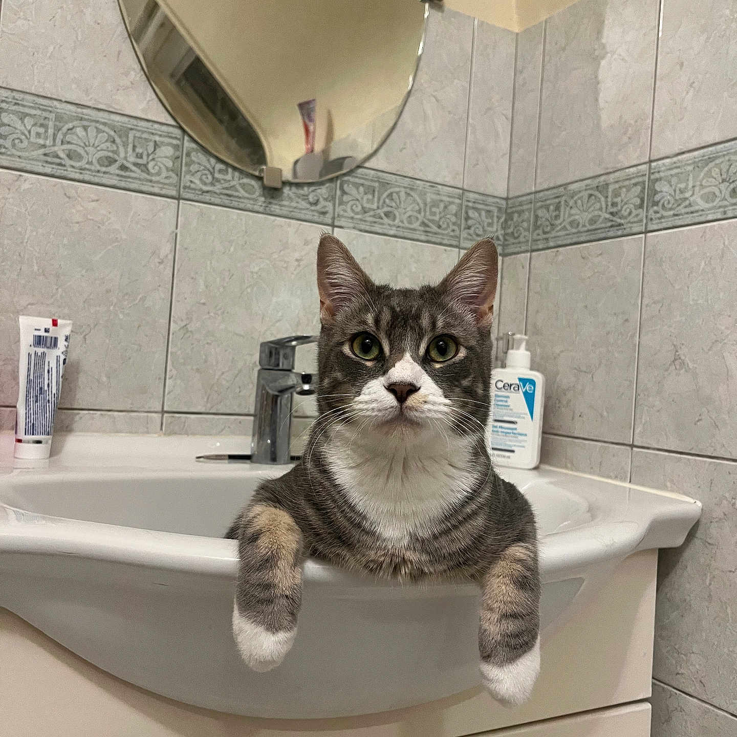Odin a rejoint le concours — aidez-le/la à gagner de superbes lots ! cat, tabby_cat, sink, bathroom, mirror, tile_wall, faucet, toothpaste, lotion_bottle, domestic, pet, curious, resting, indoor, cute, animal, whiskers, paw, face, fur