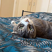 Odin participe au concours pour gagner de l'argent avec cette photo : cat, gray_cat, white_cat, bed, bedding, blue_bedding, patterned_bedding, indoor, pet, animal, fur, whiskers, green_eyes, relaxed, lying_down, upside_down, curious, close_up, home, cozy