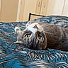 cat, gray_cat, white_cat, bed, bedding, blue_bedding, patterned_bedding, indoor, pet, animal, fur, whiskers, green_eyes, relaxed, lying_down, upside_down, curious, close_up, home, cozy