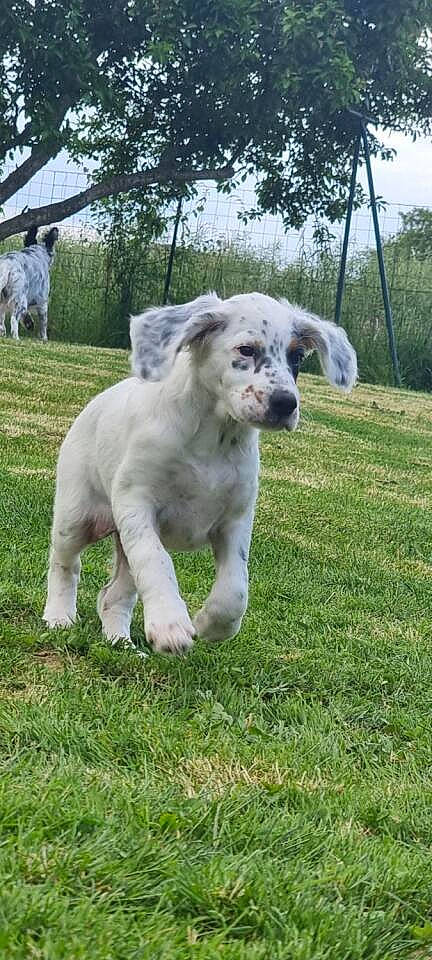 Vini participe au concours pour gagner de l'argent avec cette photo : canidae, carnivore, companion_dog, dog, dog_breed, fawn, grass, pasture, plant, sky, snout, sporting_group, tail, terrestrial_animal, tree, working_animal, working_dog