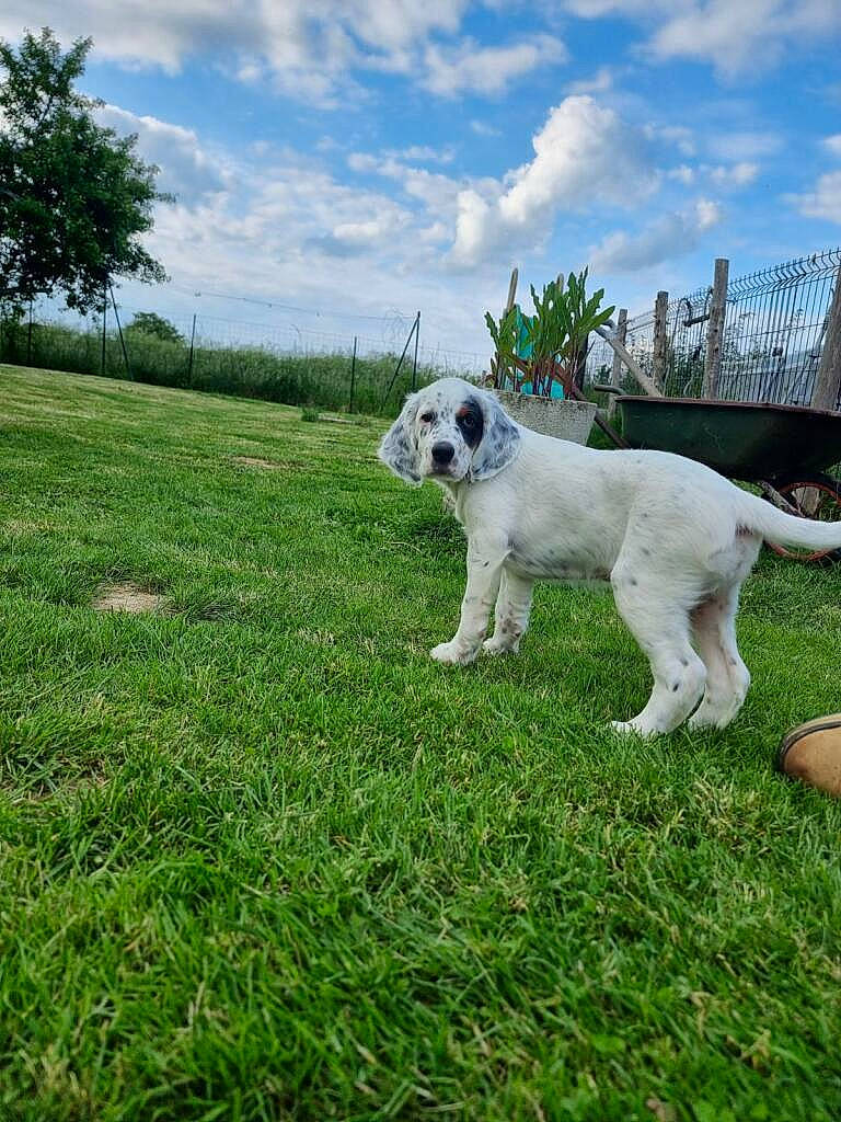 Vini participe au concours pour gagner de l'argent avec cette photo : canidae, carnivore, cloud, companion_dog, cumulus, dog, dog_breed, fawn, grass, grassland, livestock_guardian_dog, non_sporting_group, pasture, plant, polish_tatra_sheepdog, sky, sporting_group, tail, tree, working_animal