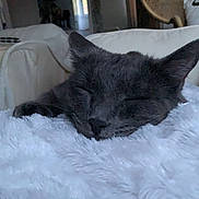 Basile a rejoint le concours — aidez-le/la à gagner de superbes lots ! cat, gray_cat, sleeping, fluffy_blanket, indoor, cozy, furniture, chair, couch, window, soft_light, pet, animal, resting, closeup, domestic_cat, nap, cute, relax, home