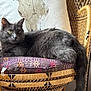 Basile participe au concours pour gagner de l'argent avec cette photo : cat, gray_cat, wicker_chair, cushion, pillow, skull_design, indoor, pet, feline, resting, fur, tail, whiskers, patterned_cushion, home_decor, relaxed, animal, chair, cozy, domestic_pet