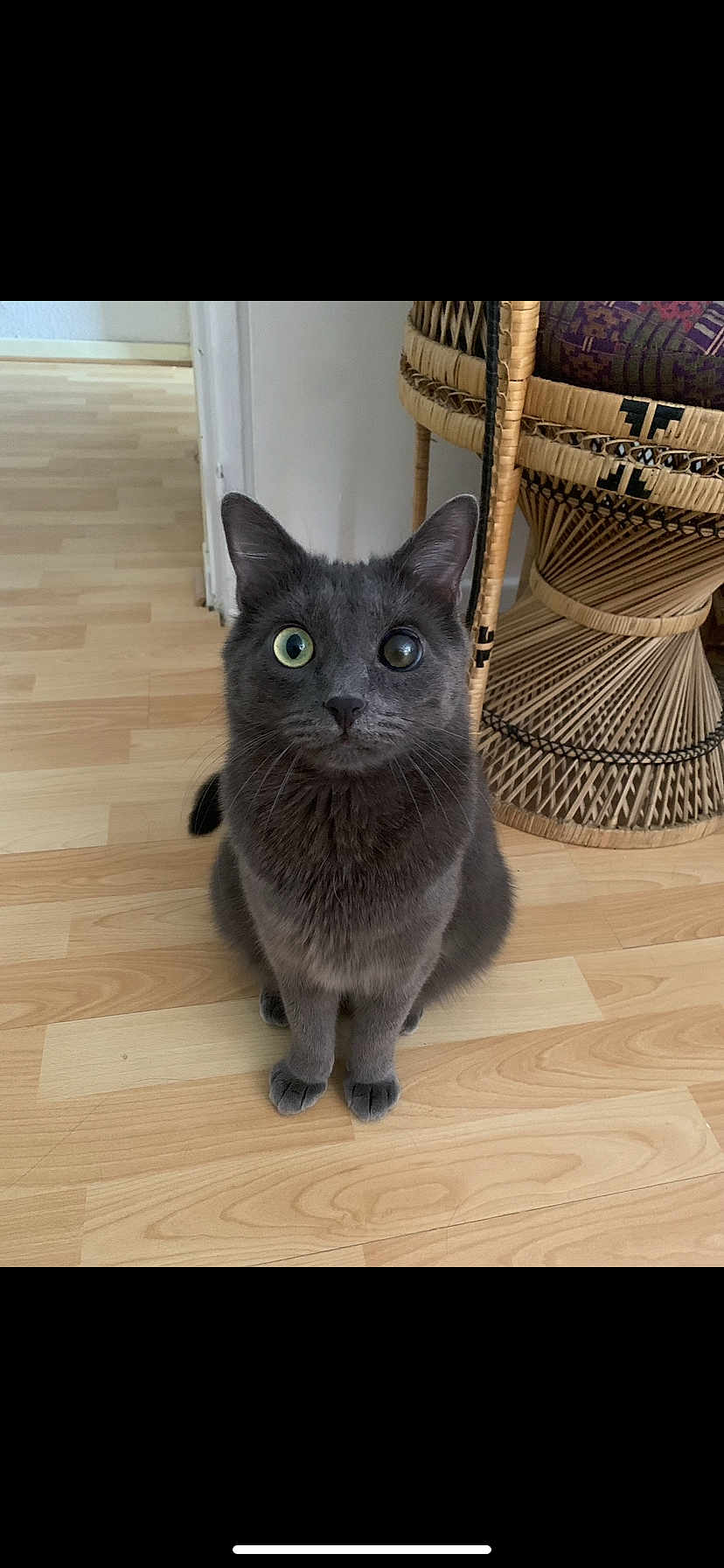 Basile a rejoint le concours — aidez-le/la à gagner de superbes lots ! cat, gray_cat, sitting, wooden_floor, wicker_chair, indoor, pet, curious, feline, animal, household, furniture, one_eye, heterochromia, close_up, whiskers, ears, tail, looking_at_camera, domestic_cat