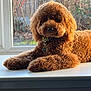 dog, brown_dog, curly_fur, window, windowsill, sunlight, indoor, pet, collar, calm, relaxed, fur, animal, mammal, house, daylight, close_up, domestic_animal, canine, portrait