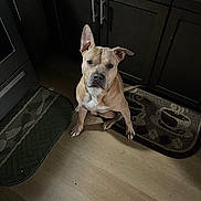 Simba is registered to the contest to win money with this photo: animal, brown, cabinet, canine, curious, dog, domestic, ears, floor, indoor, kitchen, looking_up, one_ear_down, one_ear_up, pet, rug, sitting, tan_dog, waiting, wood_floor