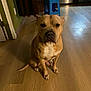 Simba is registered to the contest to win money with this photo: dog, indoor, wooden_floor, tan_dog, pet, animal, sitting, stool, kitchen, floor, domestic, canine, brown_dog, quiet, home, household, companion, portrait, calm, looking_at_camera