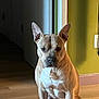 Simba joined the competition — help win amazing prizes! alert, animal, canine, companion, dog, domestic, ears_up, floor, guard, hallway, home, indoors, mammal, pet, portrait, quiet, sitting, tan_color, white_chest, wood_floor