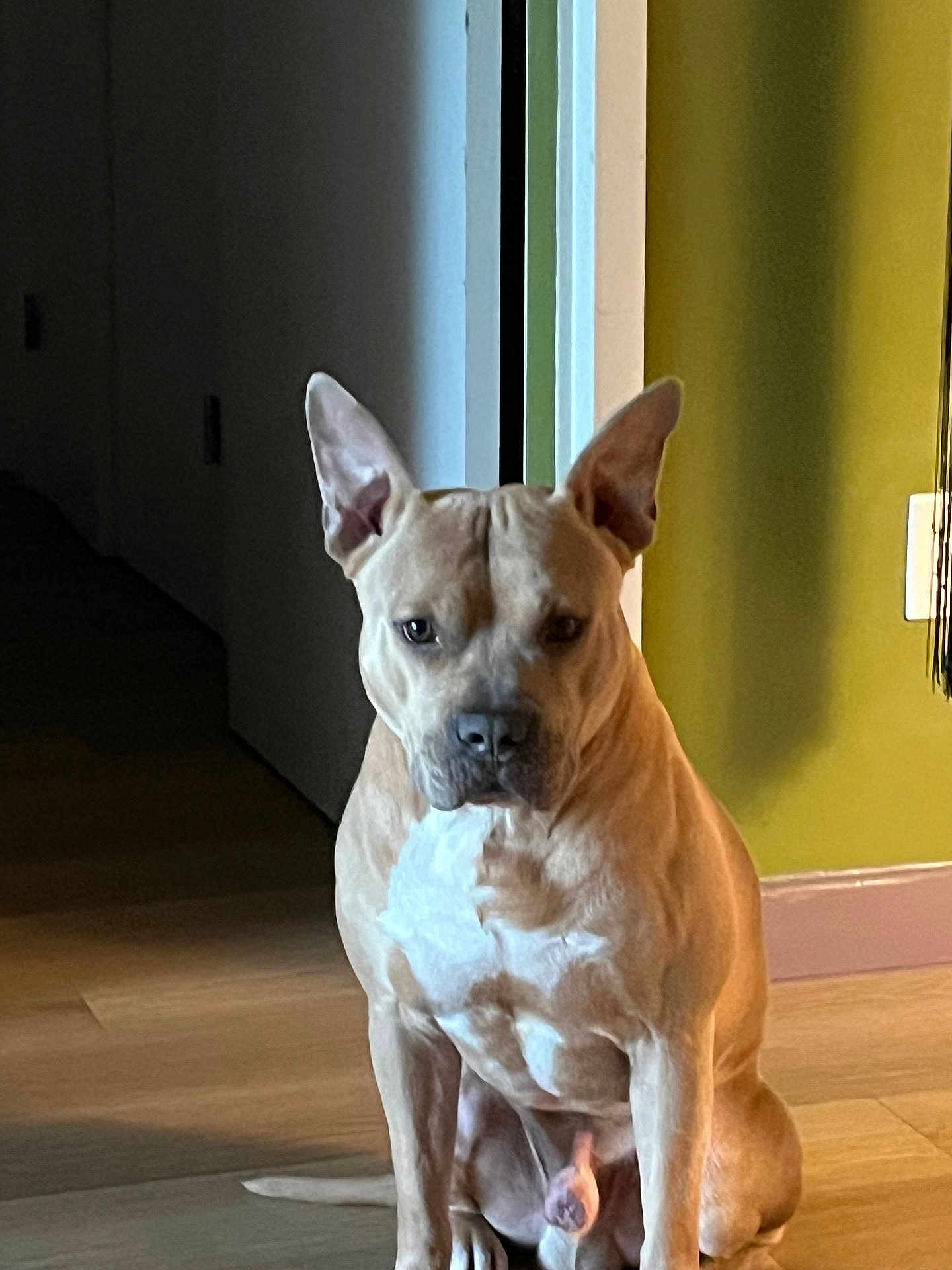 Simba