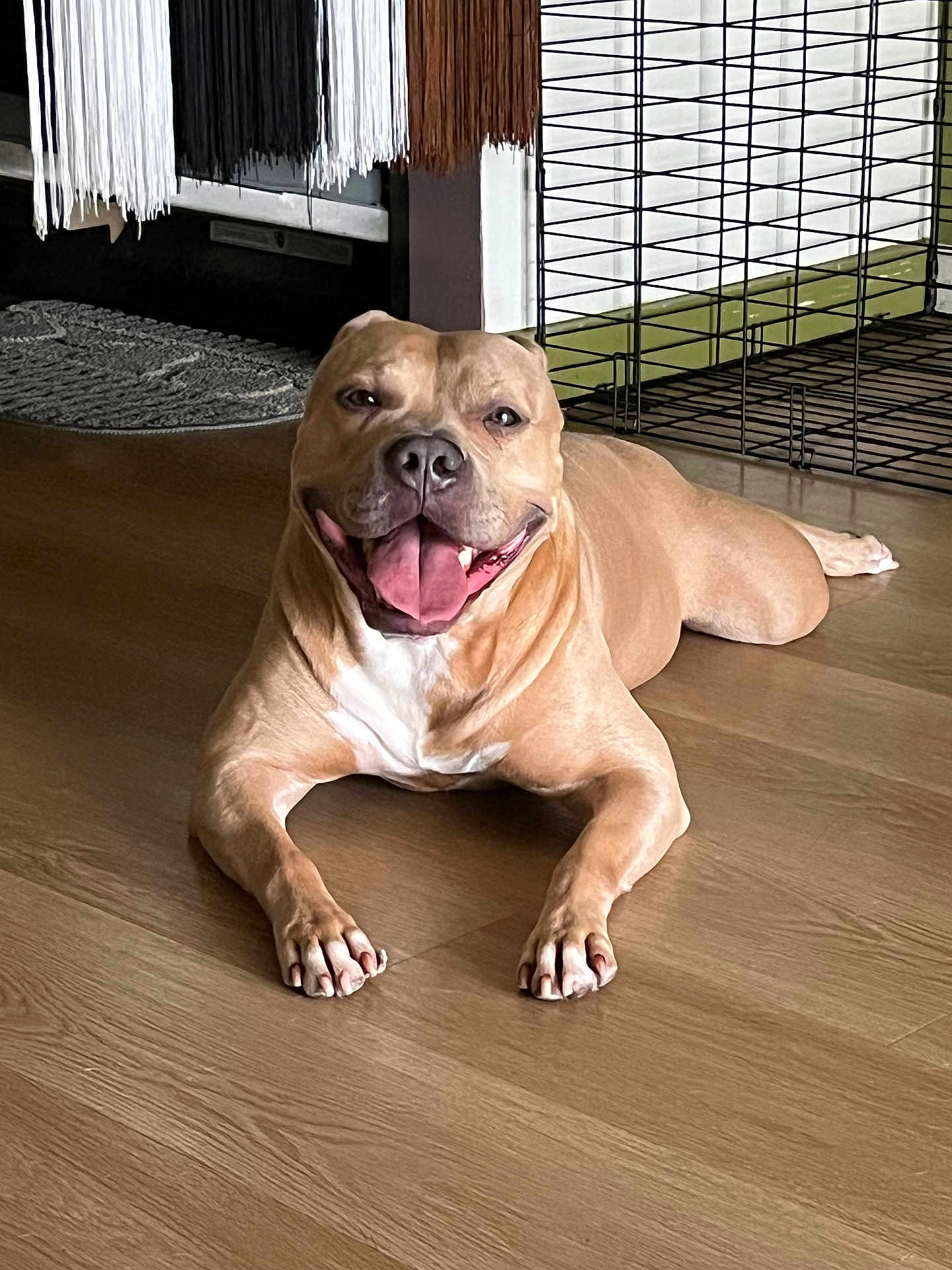 Simba is registered to the contest to win money with this photo: dog, canine, pet, smiling, tongue_out, indoor, wooden_floor, crate, happy, relaxed, brown_coat, short_hair, domestic_animal, animal, paw, lying_down, tongue, flooring, furniture, home
