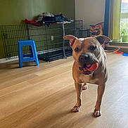 Simba joined the competition — help win amazing prizes! dog, ball, indoor, wooden_floor, crate, stool, window, curtain, pet_supplies, playful, light, room, animal, canine, toy, floor, plant, container, home, domestic