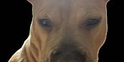 Simba is registered to the contest to win money with this photo: dog, close_up, portrait, ears, animal, pet, canine, brown, face, head, fur, looking, isolated, black_background, muzzle, whiskers, snout, domestic_animal, companion, cute