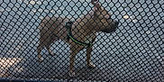 Simba joined the competition — help win amazing prizes! alert, animal, chain_link_fence, cobblestone, concrete, daylight, dirt, dog, fence, guard_dog, harness, leash, outdoor, pavement, pet, shadow, side_view, standing, street, wall