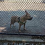 Simba joined the competition — help win amazing prizes! dog, chain_link_fence, harness, pavement, cobblestone, dirt, shadow, outdoor, animal, pet, side_view, leash, guard_dog, daylight, concrete, street, wall, alert, standing, fence