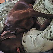 Reese joined the competition — help win amazing prizes! dog, sleeping, bed, blanket, indoor, brown_dog, cozy, resting, fur, paw, relaxation, canine, comfort, domestic, pet, quiet, napping, soft, muzzle, ear