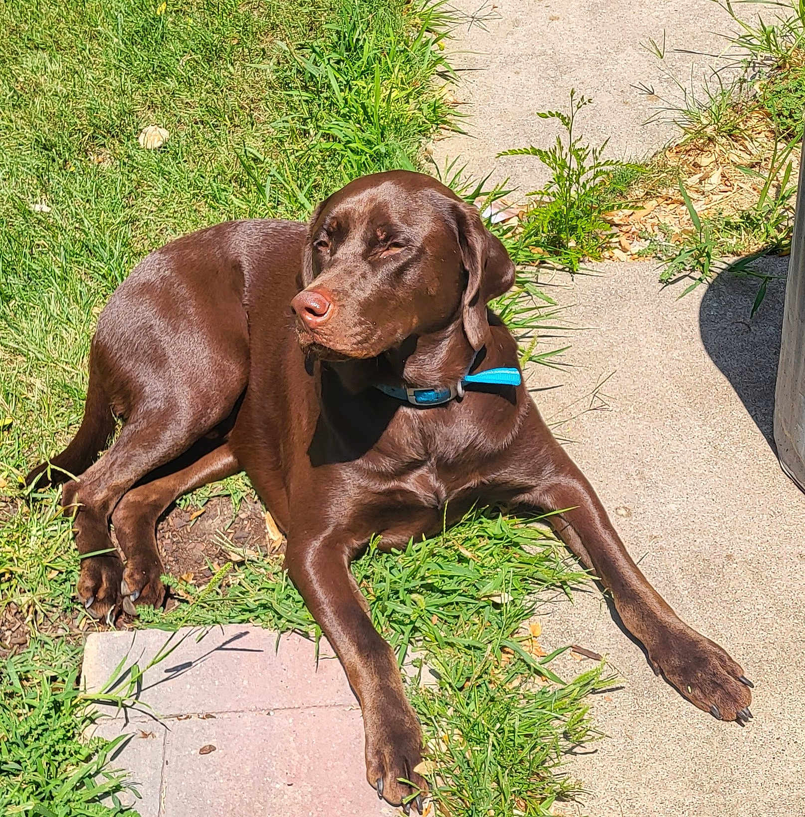 Reese joined the competition — help win amazing prizes! animal, canine, chocolate_labrador, collar, daytime, dog, ears, fur, grass, labrador, laying_down, muzzle, nature, nose, outdoor, paw, pet, relaxed, sidewalk, sunlight