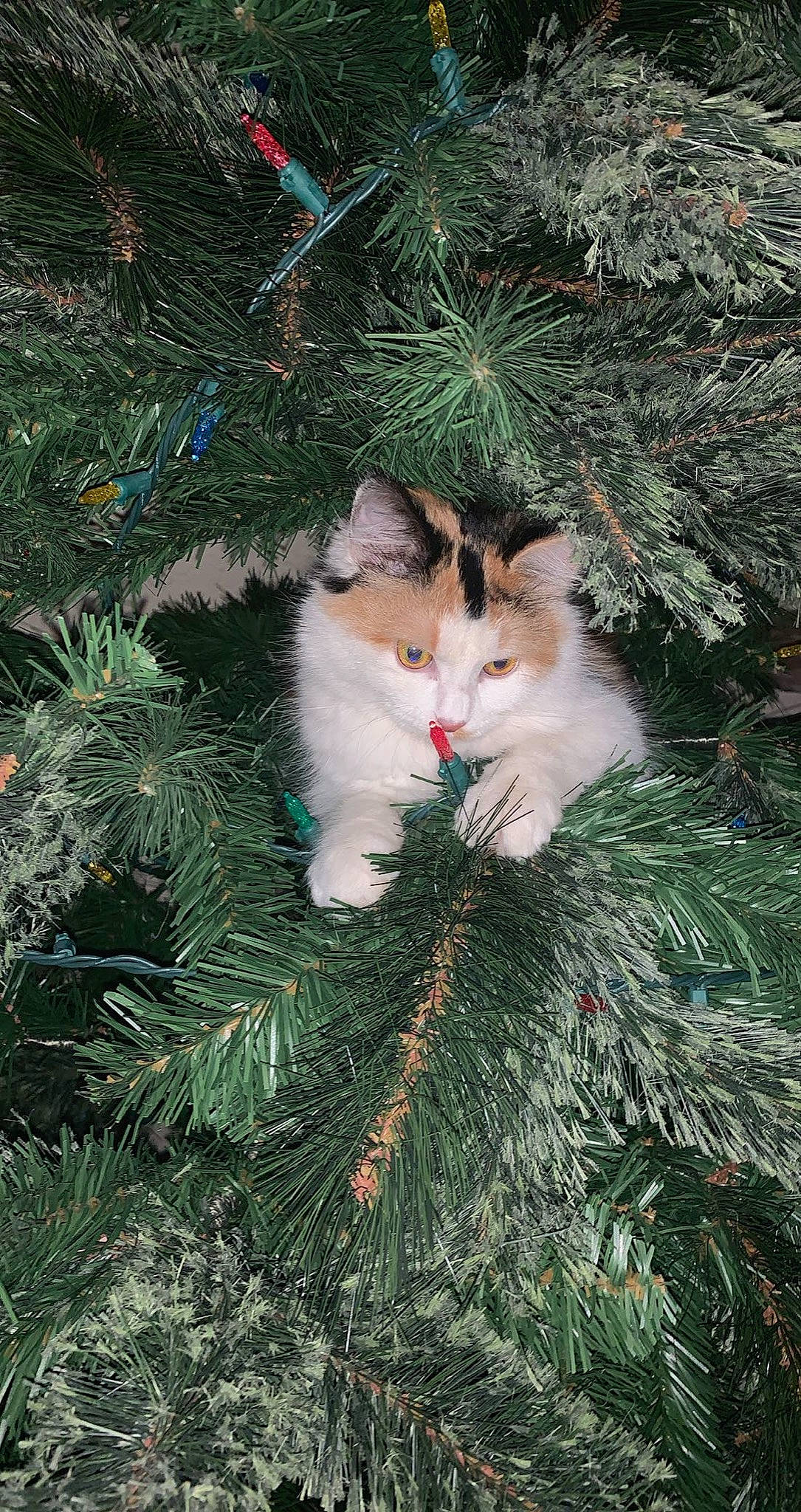 Jane joined the competition — help win amazing prizes! carnivore, cat, christmas_decoration, christmas_ornament, christmas_tree, conifer, domestic_short_haired_cat, event, evergreen, felidae, grass, holiday, holiday_ornament, larch, plant, small_to_medium_sized_cats, tail, toy, whiskers, woody_plant