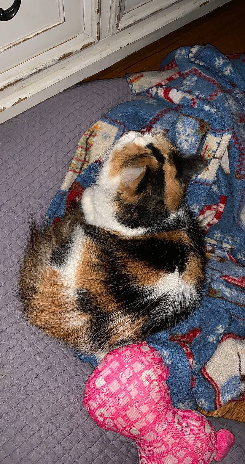 Jane is registered to the contest to win money with this photo: canidae, carnivore, cat, claw, comfort, companion_dog, dog_breed, domestic_short_haired_cat, fawn, felidae, flooring, fur, nap, pattern, paw, small_to_medium_sized_cats, snout, tail, terrestrial_animal, whiskers