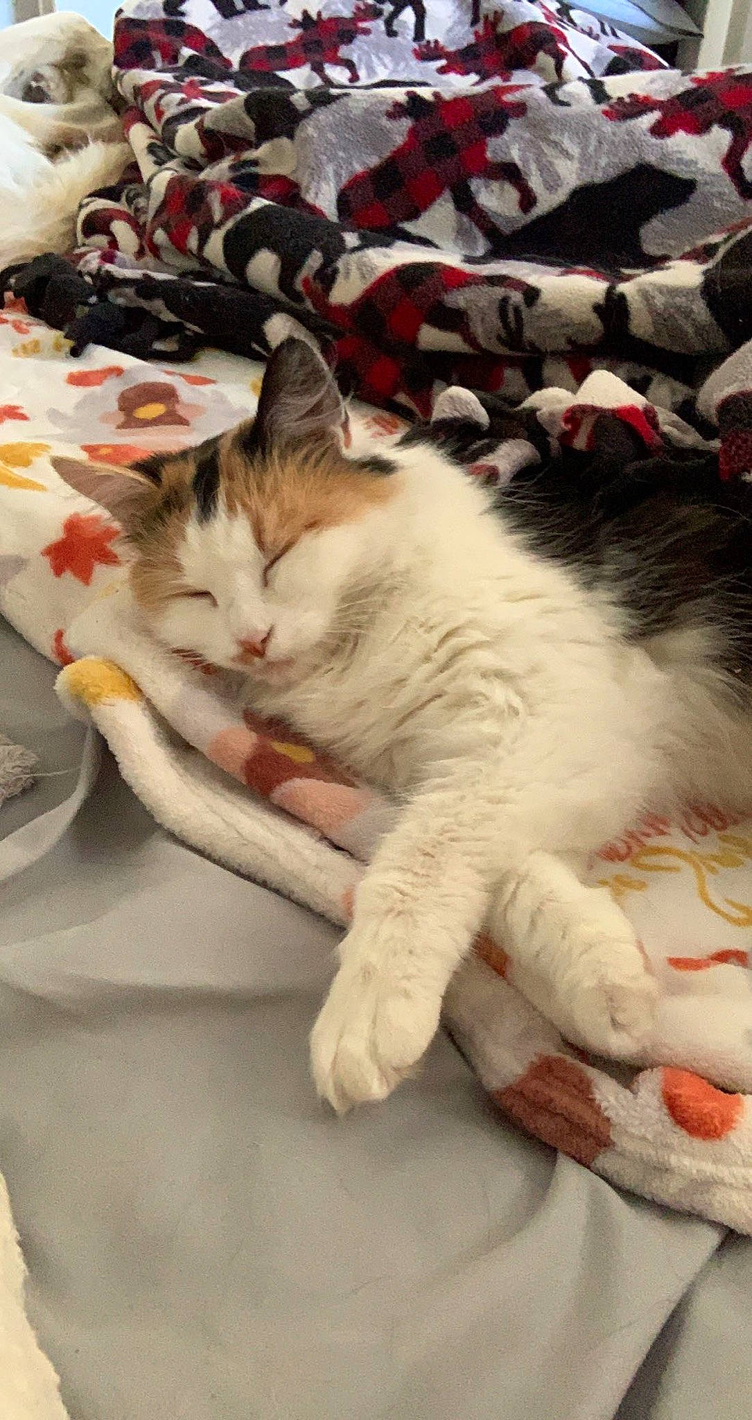 Jane joined the competition — help win amazing prizes! carnivore, cat, claw, comfort, domestic_short_haired_cat, felidae, fur, linens, paw, sand, small_to_medium_sized_cats, tail, whiskers