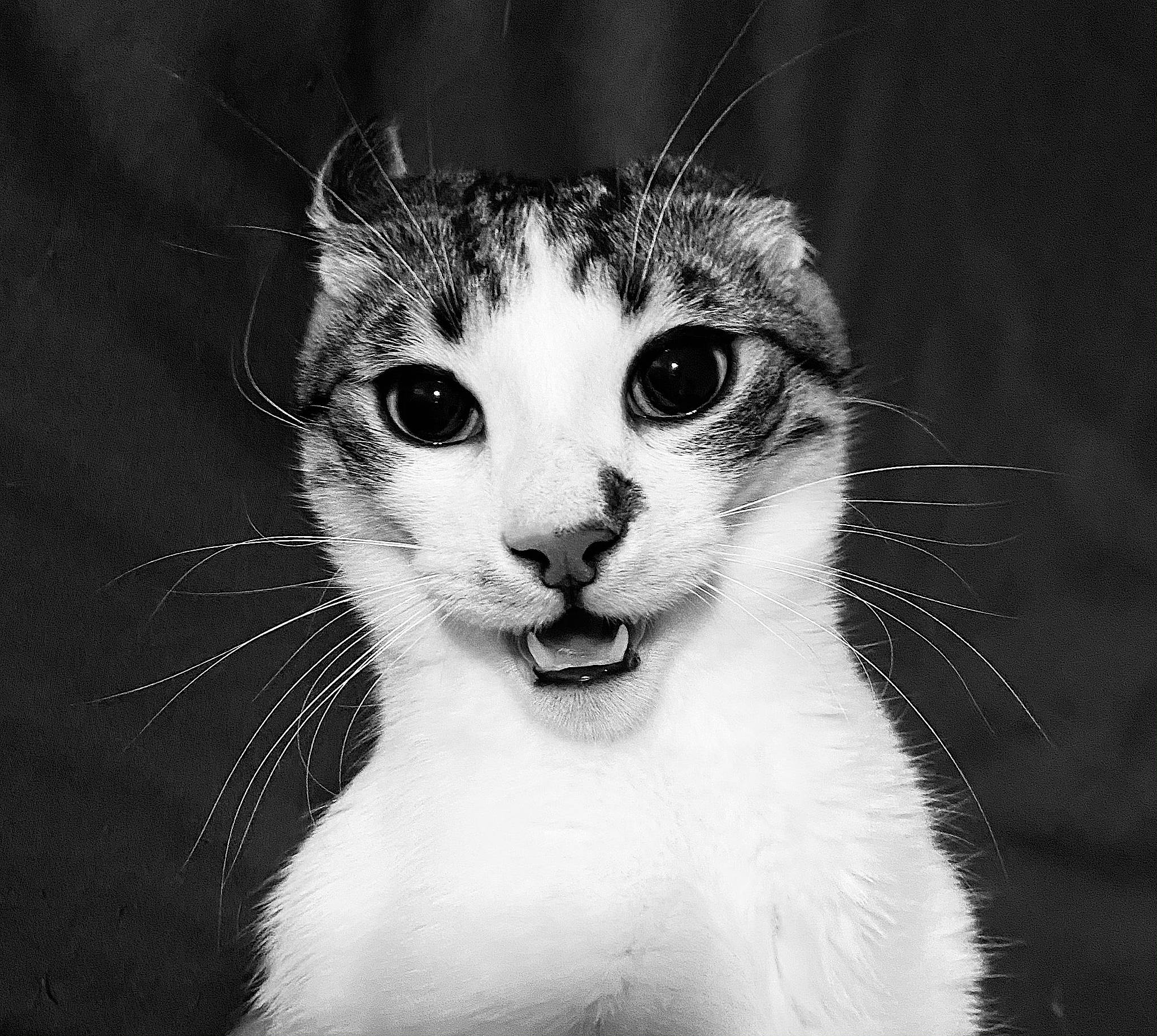 Morty is registered to the contest to win money with this photo: carnivore, cat, close_up, drinkware, eye, eyelash, felidae, flash_photography, fur, hand, head, human_body, iris, monochrome, monochrome_photography, small_to_medium_sized_cats, snout, terrestrial_animal, whiskers, wildlife