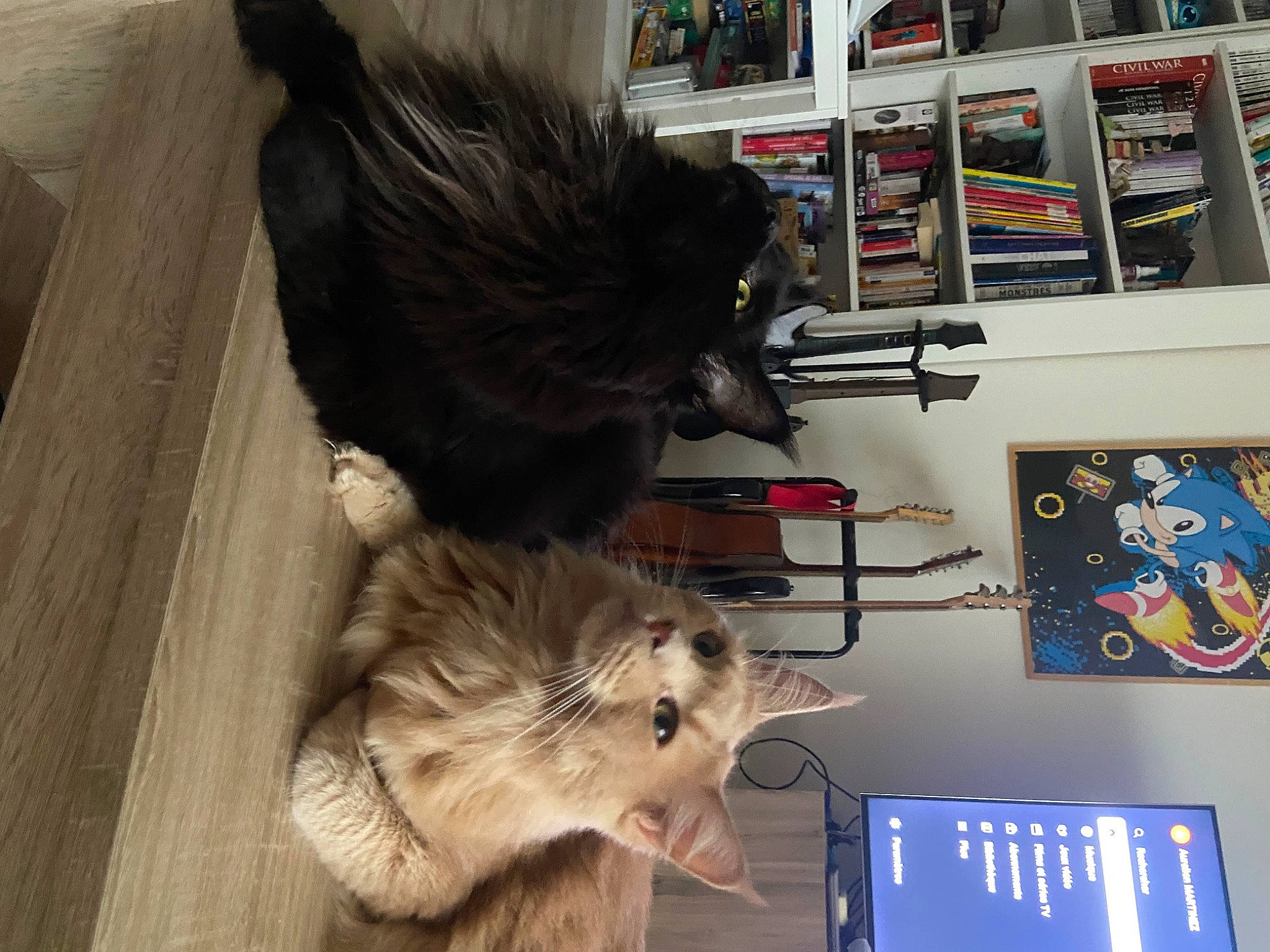 Toulouse a rejoint le concours — aidez-le/la à gagner de superbes lots ! bookcase, canidae, carnivore, cat, companion_dog, dog_breed, domestic_short_haired_cat, felidae, flooring, fur, hardwood, paw, publication, shelf, shelving, small_to_medium_sized_cats, tail, toy, whiskers, wood