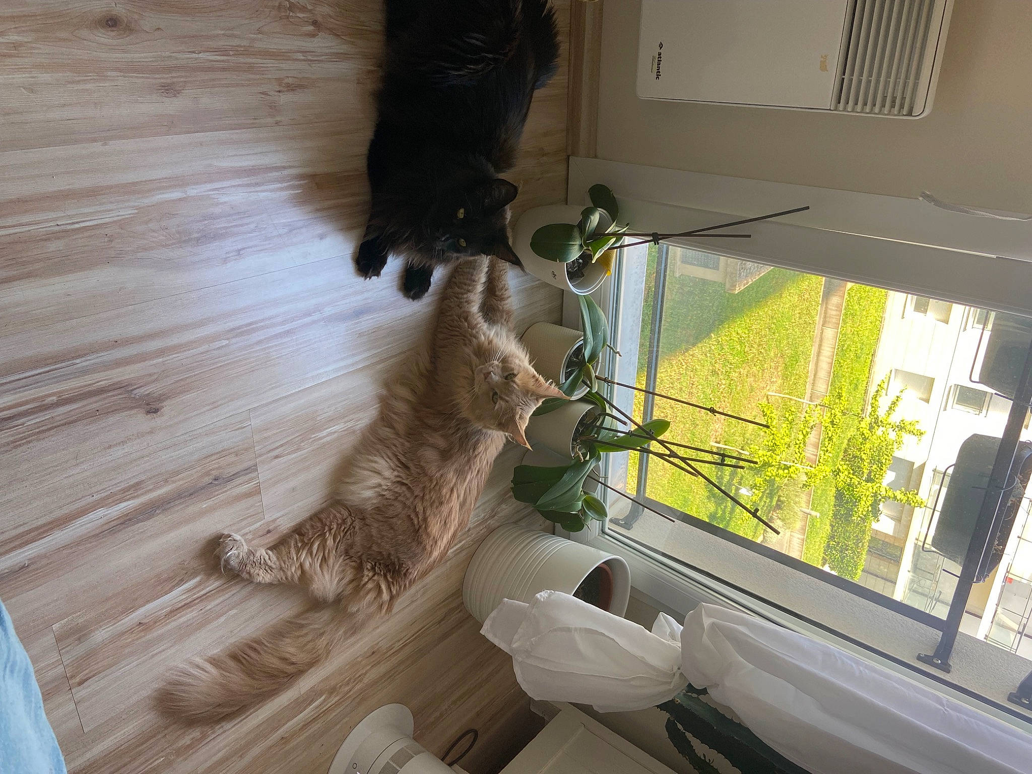 Toulouse a rejoint le concours — aidez-le/la à gagner de superbes lots ! carnivore, cat, comfort, companion_dog, domestic_short_haired_cat, fawn, felidae, flooring, fur, hardwood, houseplant, mammal, plant, small_to_medium_sized_cats, tail, whiskers, window, wood, wood_flooring, wood_stain