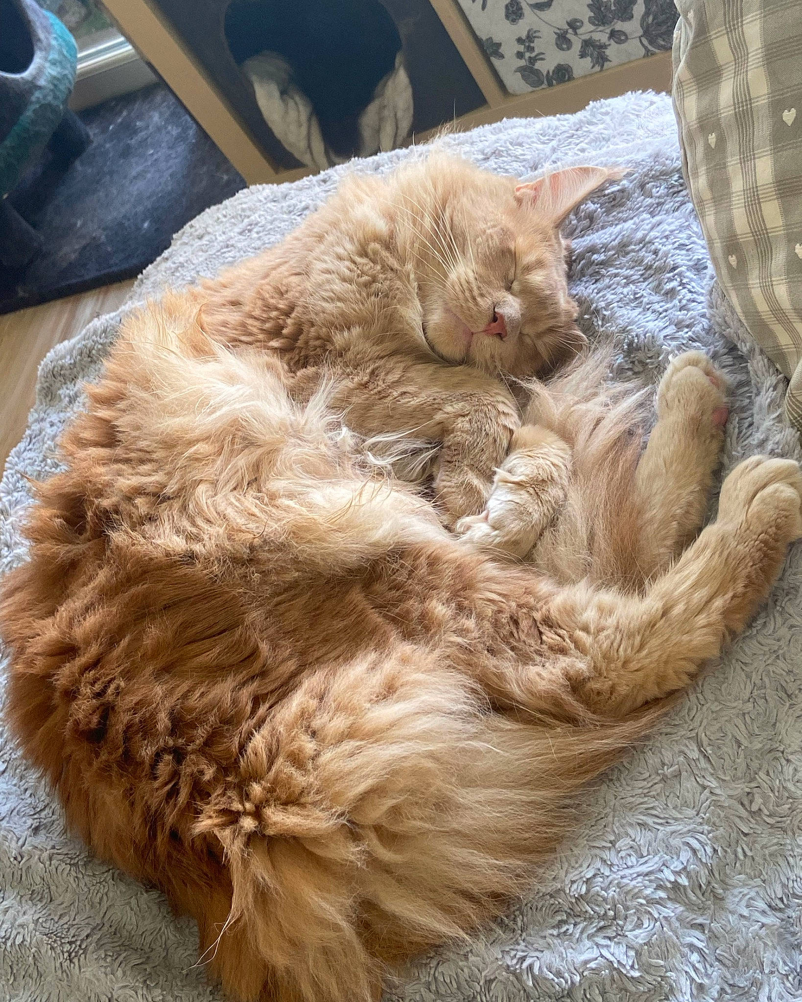 Toulouse a rejoint le concours — aidez-le/la à gagner de superbes lots ! carnivore, cat, claw, comfort, dog_breed, fawn, felidae, fur, liver, natural_material, paw, small_to_medium_sized_cats, tail, terrestrial_animal, whiskers, wood