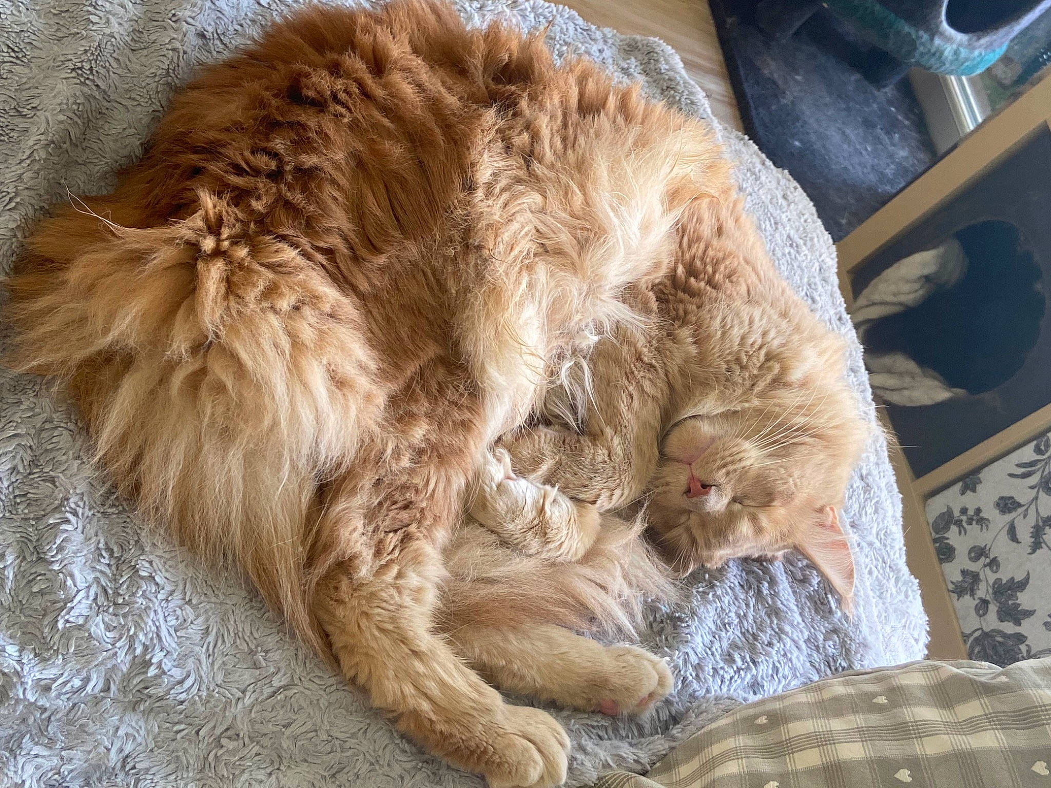 Toulouse participe au concours pour gagner de l'argent avec cette photo : canidae, carnivore, cat, claw, comfort, companion_dog, dog_breed, fawn, felidae, fur, liver, nap, natural_material, paw, small_to_medium_sized_cats, sporting_group, tail, terrestrial_animal, whiskers