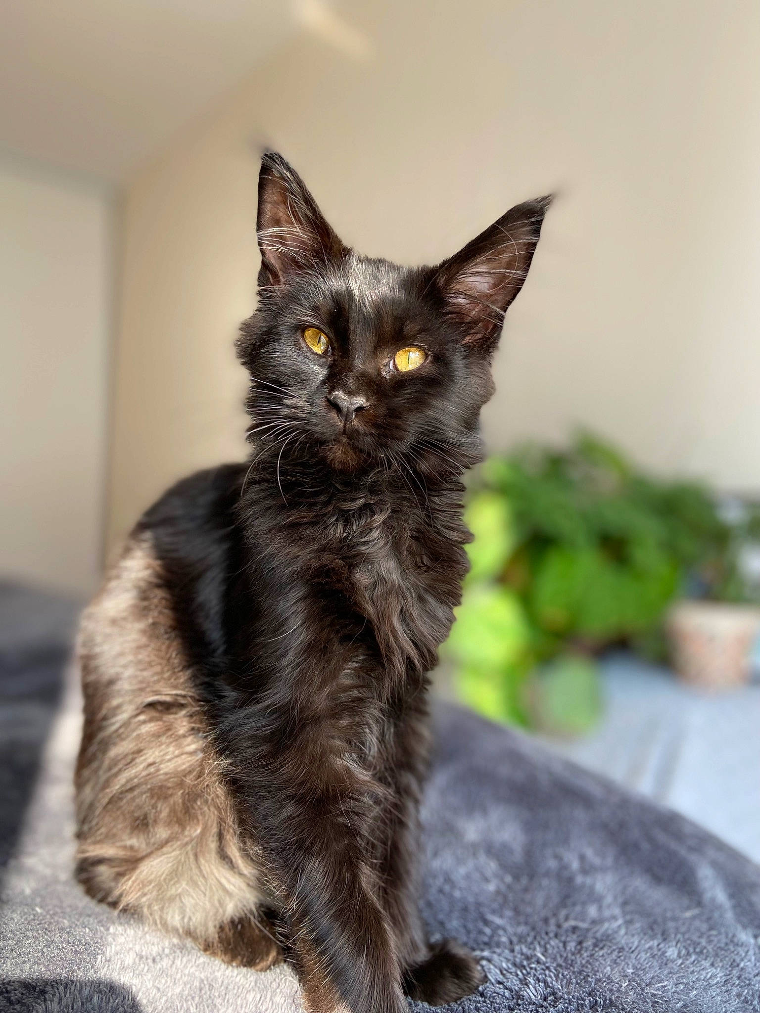 Shadow participe au concours pour gagner de l'argent avec cette photo : black_cat, carnivore, cat, claw, domestic_short_haired_cat, felidae, flowerpot, fur, houseplant, paw, plant, sitting, small_to_medium_sized_cats, snout, tail, terrestrial_animal, whiskers