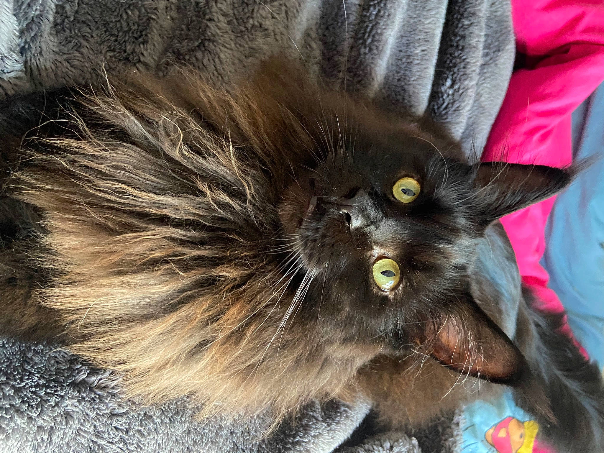 Shadow a rejoint le concours — aidez-le/la à gagner de superbes lots ! black_cat, british_longhair, carnivore, cat, claw, companion_dog, dog_breed, domestic_short_haired_cat, fashion_accessory, fawn, felidae, foot, fur, liver, paw, small_to_medium_sized_cats, snout, tail, terrestrial_animal, whiskers