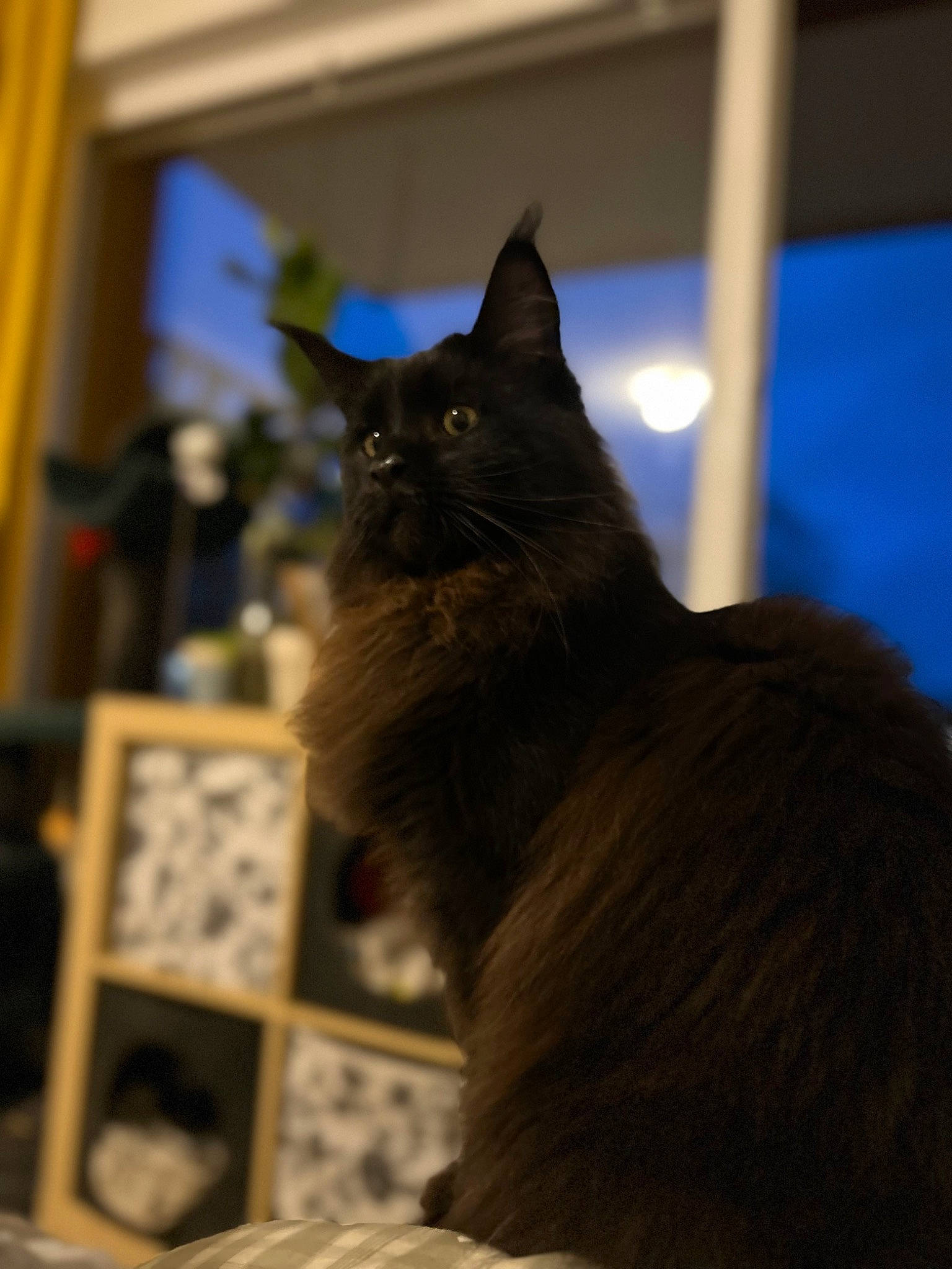 Shadow participe au concours pour gagner de l'argent avec cette photo : black_cat, carnivore, cat, domestic_short_haired_cat, drawer, electric_blue, fawn, felidae, fur, small_to_medium_sized_cats, snout, tail, whiskers, wood, yellow