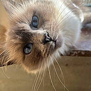 Shanel a rejoint le concours — aidez-le/la à gagner de superbes lots ! cat, fluffy, long_haired, blue_eyes, whiskers, close_up, portrait, upside_down, feline, pet, fur, face, nose, indoor, soft_lighting, photography, cute, curious, brown_fur, eye_contact