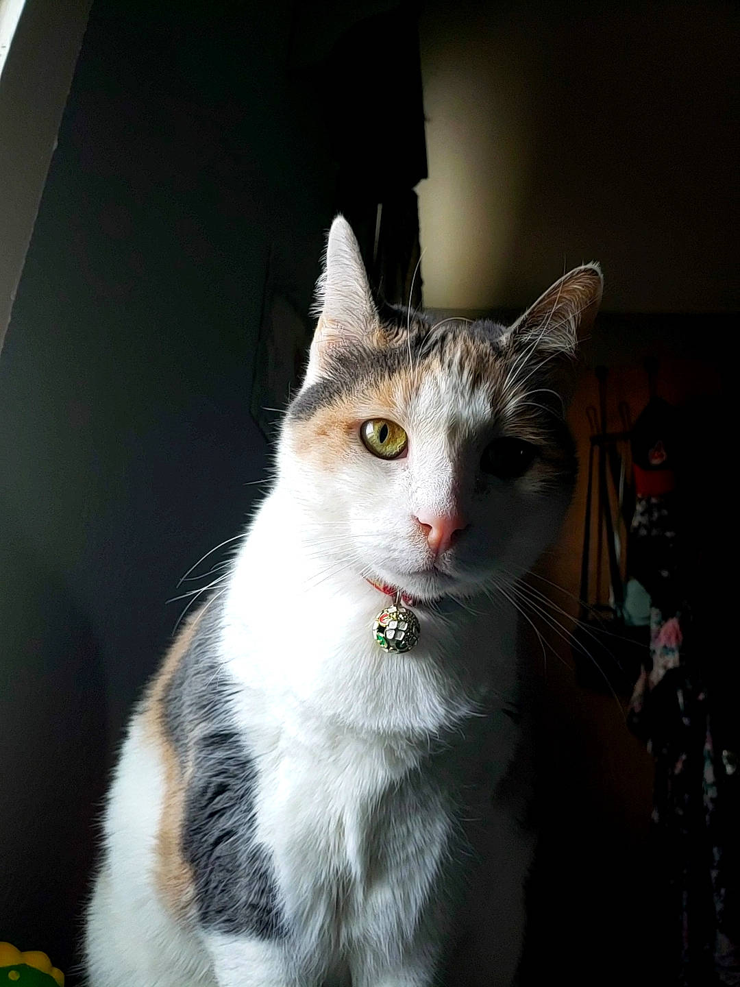 Estella joined the competition — help win amazing prizes! carnivore, cat, collar, domestic_short_haired_cat, felidae, fur, paw, plant, small_to_medium_sized_cats, snout, tail, tree, whiskers, window