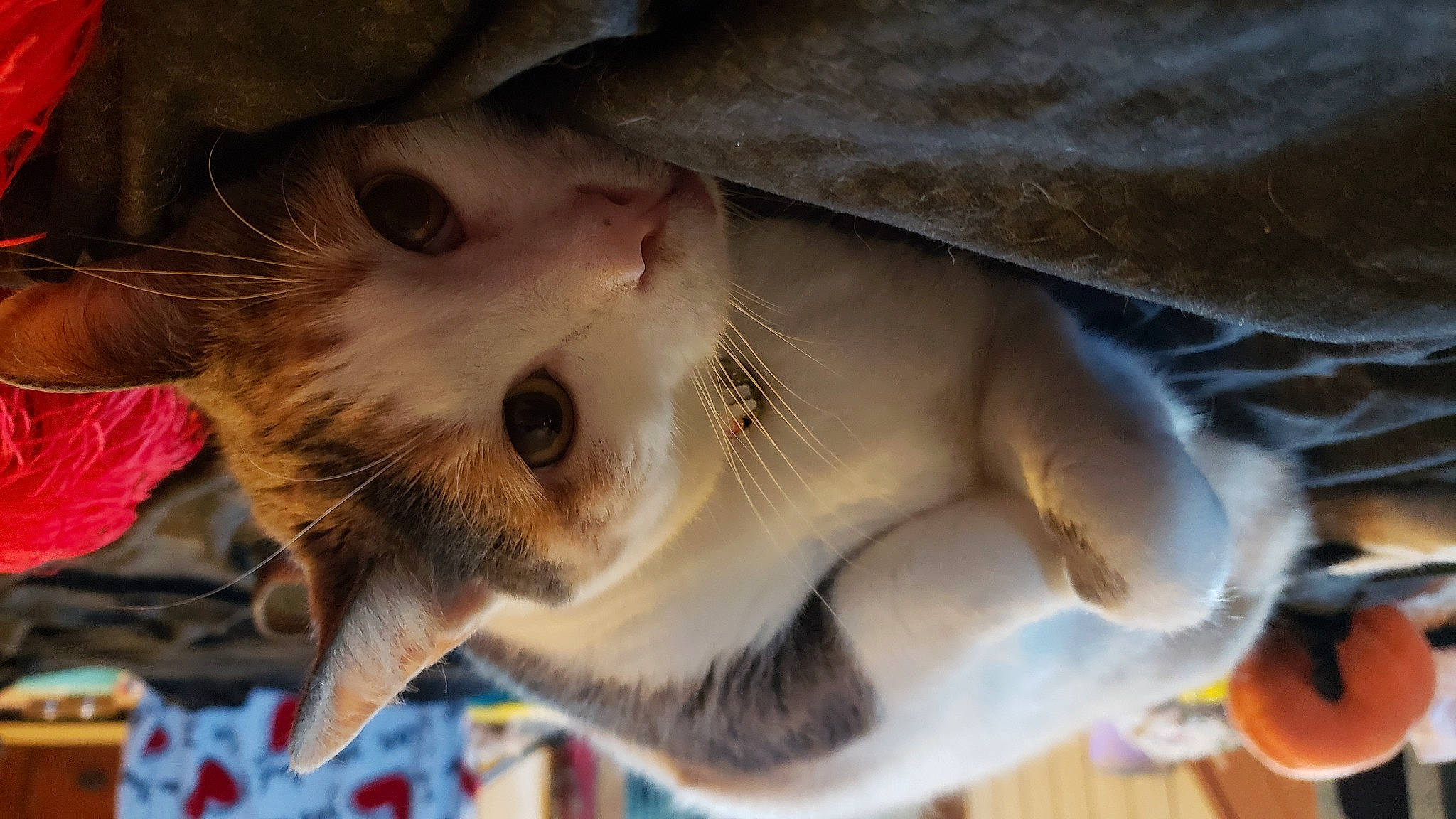 Estella is registered to the contest to win money with this photo: carnivore, cat, close_up, dog_breed, domestic_short_haired_cat, fang, fawn, felidae, fish, fur, happy, jaw, nose, small_to_medium_sized_cats, smile, snout, sunglasses, tail, tree, whiskers