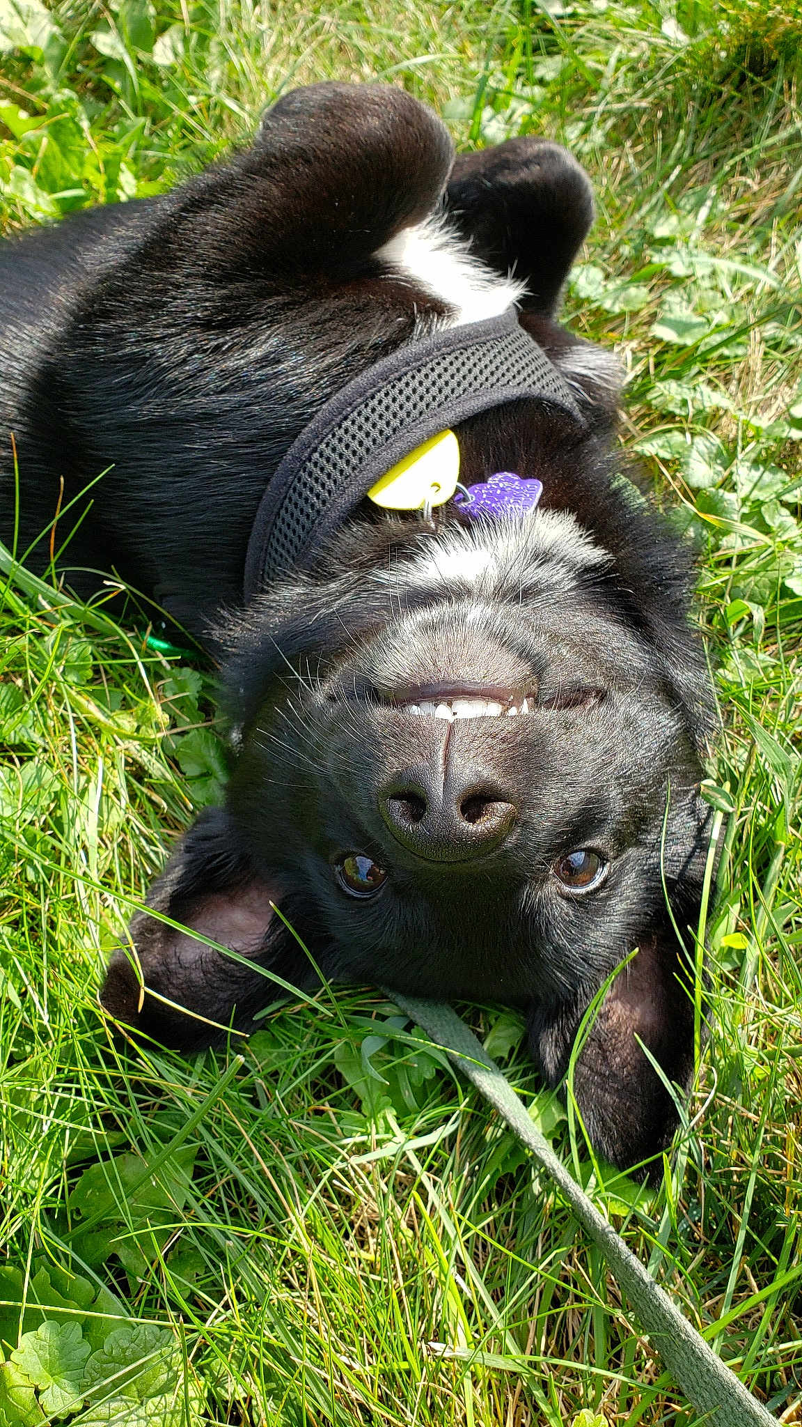Iris
