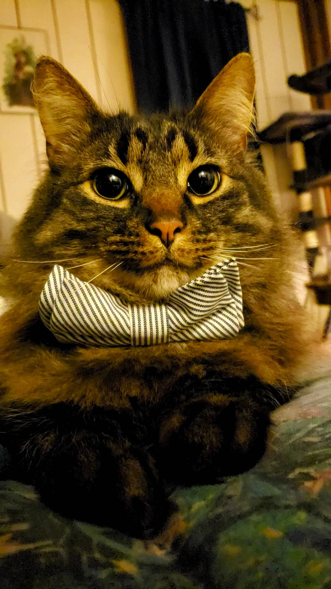 Silas joined the competition — help win amazing prizes! carnivore, cat, claw, domestic_short_haired_cat, fawn, felidae, fur, paw, small_to_medium_sized_cats, snout, tail, terrestrial_animal, whiskers, wildlife