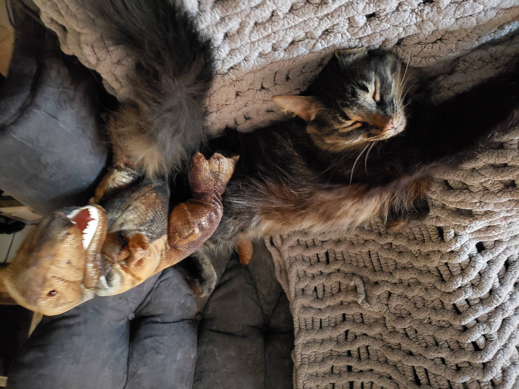 Silas joined the competition — help win amazing prizes! cat, claw, domestic_short_haired_cat, fawn, feather, felidae, fur, paw, plant, small_to_medium_sized_cats, snout, tail, terrestrial_animal, tree, trunk, whiskers, wildlife, wood, wool, working_animal