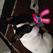 Isis participe au concours pour gagner de l'argent avec cette photo :