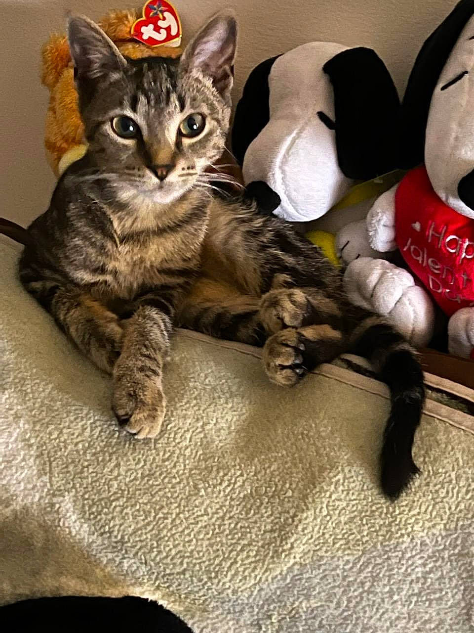 Kit Kat is registered to the contest to win money with this photo: carmine, carnivore, cat, claw, comfort, domestic_short_haired_cat, felidae, foot, fur, paw, plush, small_to_medium_sized_cats, snout, stuffed_toy, tail, toy, whiskers