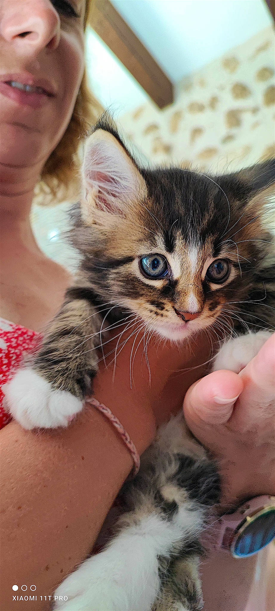 Vanille participe au concours pour gagner de l'argent avec cette photo : carnivore, cat, claw, domestic_short_haired_cat, fawn, felidae, finger, fur, gesture, grass, hand, nail, paw, plant, skin, small_to_medium_sized_cats, snout, thumb, tree, whiskers