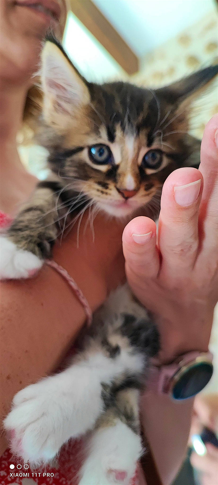 Vanille participe au concours pour gagner de l'argent avec cette photo : carnivore, cat, claw, domestic_short_haired_cat, ear, fawn, felidae, finger, fur, gesture, hand, iris, lap, nail, paw, skin, small_to_medium_sized_cats, snout, thumb, whiskers