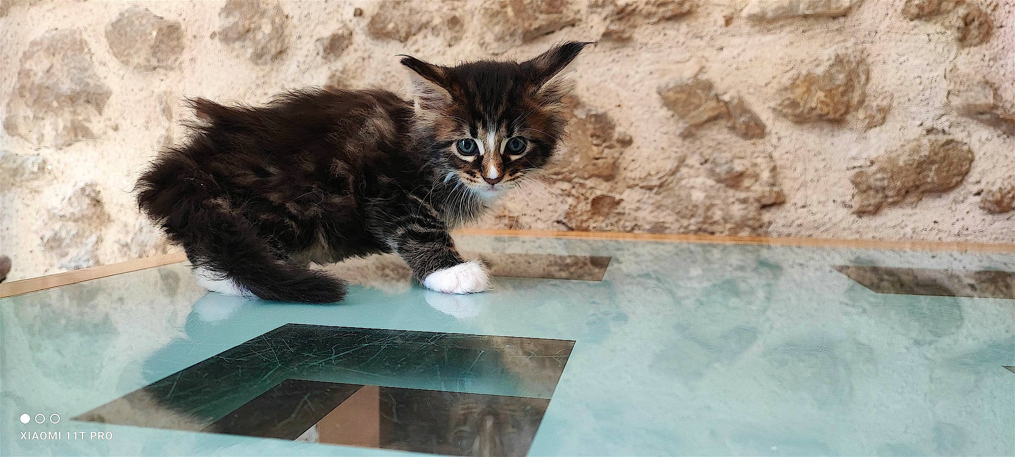 Vanille a rejoint le concours — aidez-le/la à gagner de superbes lots ! carnivore, cat, claw, domestic_short_haired_cat, felidae, fur, paw, small_to_medium_sized_cats, snout, tail, terrestrial_animal, water, whiskers